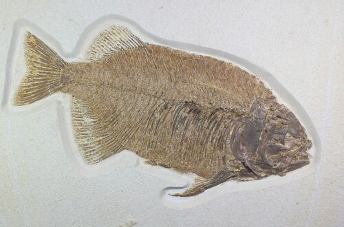 Fossil Fish From Green River Formation
